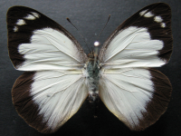 Appias paulina ega - Adult